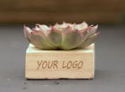 Promoplants